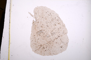 Plane Polarized, E12980