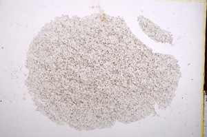 Plane Polarized, E12981