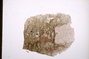 Plane Polarized, E13013