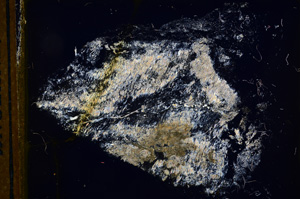 Cross Polarized, E13061