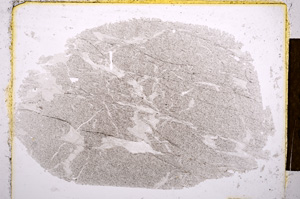 Plane Polarized, E13064