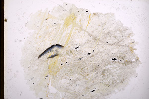 Plane Polarized, E13066