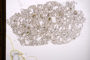 Plane Polarized, E13133