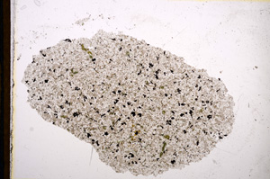 Plane Polarized, E13143