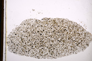 Plane Polarized, E13149