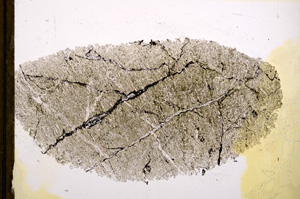 Plane Polarized, E13210