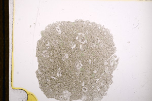 Plane Polarized, E13211