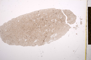 Plane Polarized, E13216