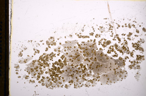 Plane Polarized, E13223