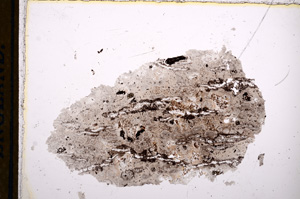 Plane Polarized, E13225