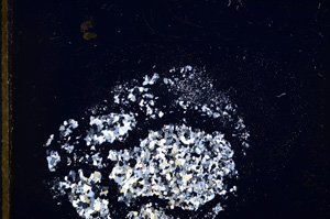 Cross Polarized, E13232