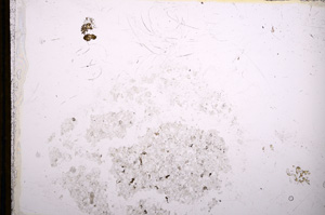 Plane Polarized, E13232