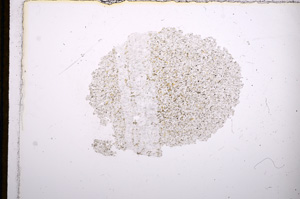 Plane Polarized, E13243