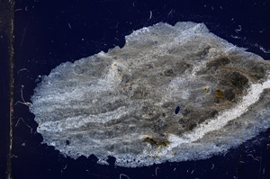 Cross Polarized, E13245