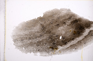 Plane Polarized, E13245