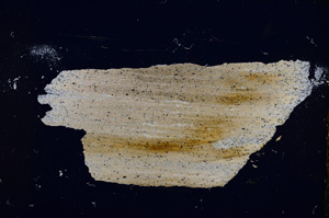 Cross Polarized, E13247