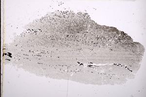 Plane Polarized, E13248