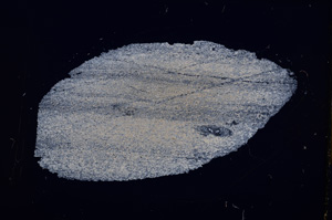 Cross Polarized, E13251