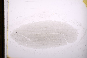 Plane Polarized, E13252