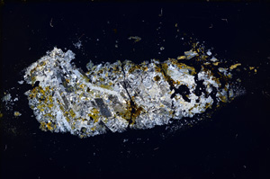 Cross Polarized, E13256