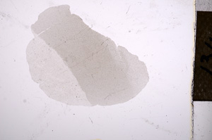 Plane Polarized, E13272