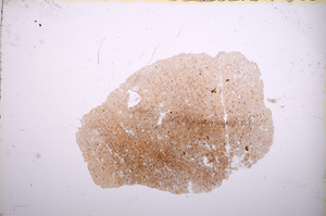 Plane Polarized, E13299