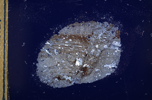 Cross Polarized, E13307
