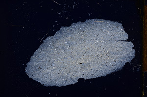 Cross Polarized, E13383