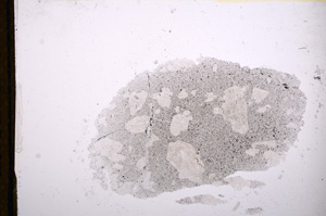 Plane Polarized, E13385