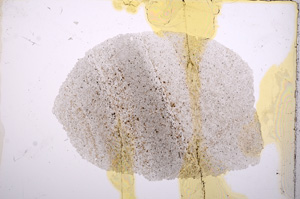 Plane Polarized, E13390