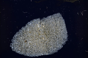 Cross Polarized, E13410