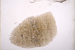 Plane Polarized, E13410