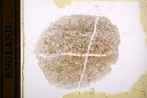 Plane Polarized, E13423