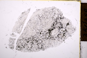 Plane Polarized, E13453