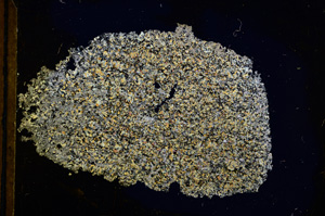 Cross Polarized, E13455