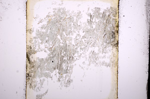 Plane Polarized, E13495