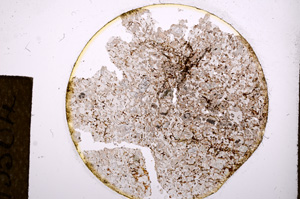 Plane Polarized, E13504