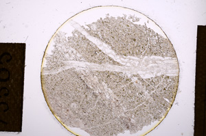 Plane Polarized, E13505