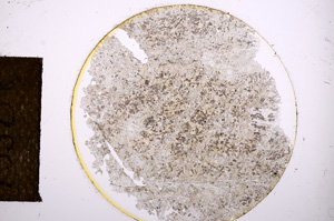 Plane Polarized, E13508