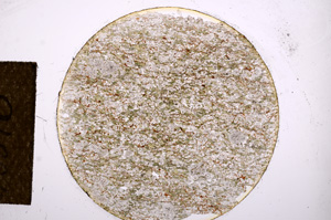 Plane Polarized, E13510