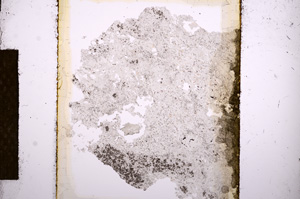 Plane Polarized, E13511