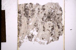 Plane Polarized, E13512