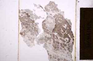 Plane Polarized, E13521