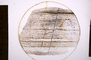 Plane Polarized, E13542