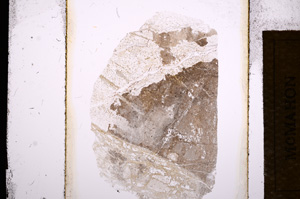 Plane Polarized, E13553