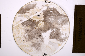 Plane Polarized, E13555