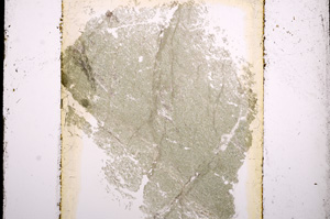 Plane Polarized, E13574