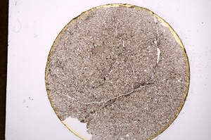 Plane Polarized, E13593