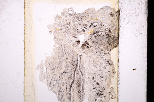 Plane Polarized, E13599