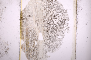 Plane Polarized, E13601